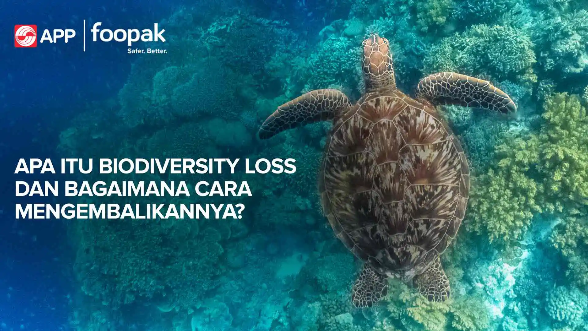 Why Biodiversity Loss Demands Action From All of Us